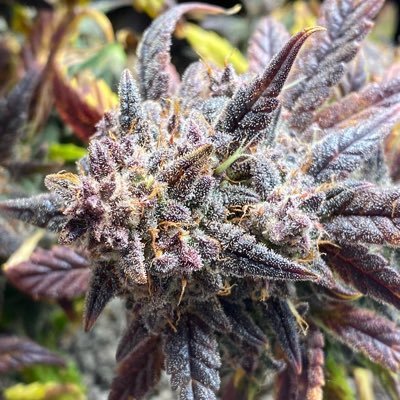 Oil_Field_Cash's profile picture. just trying to document and grow the best cannabis ever!