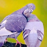 Devbabu211 (@jankilal89290) 's Twitter Profile Photo Devbabu211 (@jankilal89290) 's Twitter Profile Photo