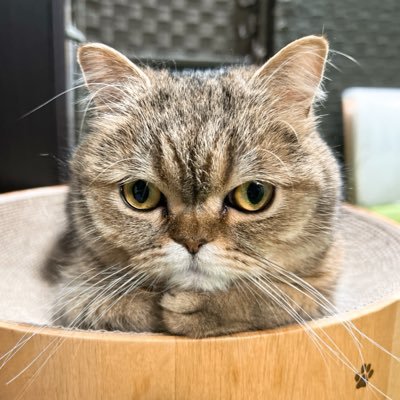 tsk28's profile picture. #札幌→ #横浜 →#東京
●趣味 #食べ歩き #ラーメン #カレー #肉 ●漫画 ＃AKIRA #火の鳥 #宝石の国 ●音楽 #ELLEGARDEN #SHANK #MWAM #ずとまよ #米津玄師 #MJ ●#念彼観音力 #空即是色 #ネコ好き #犬好き #天然石 #エキゾチック