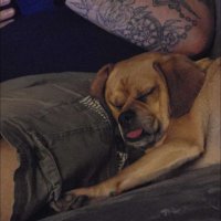 Rob Burnett (@pigsisbeautiful) 's Twitter Profile