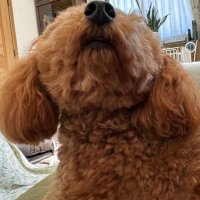 てんてん (@tengen_sue) 's Twitter Profile Photo てんてん (@tengen_sue) 's Twitter Profile Photo