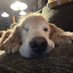 Bailey: the Therapy Dog (@baileytherapy13) Twitter profile photo Bailey: the Therapy Dog (@baileytherapy13) Twitter profile photo