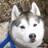 siberianghost14's profile image