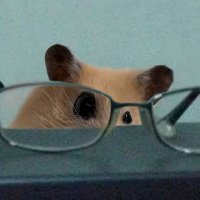 maybe not (@4gointo5cats) 's Twitter Profile