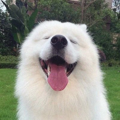 i just have a romantic view on cruel realism..
yess dogos can write.... also
woof woof