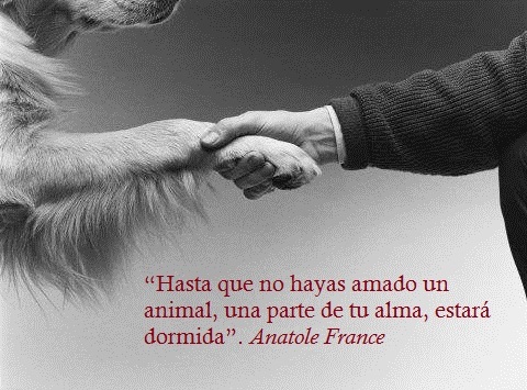 Hasta que no hayas amado a un animal, una parte de tu alma permanecerá dormida Anatole France