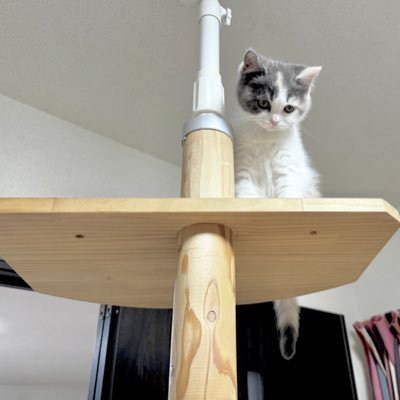 BANSCII000's profile picture. 🍄🍄🍄