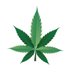 Canna Connect | Connecting Minnesotans Over 🪴 (@cannadotmn) Twitter profile photo Canna Connect | Connecting Minnesotans Over 🪴 (@cannadotmn) Twitter profile photo