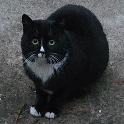 capyycat's profile picture. 글러먹은 욕심쟁이