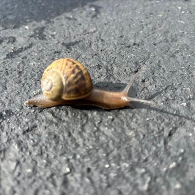 Lashvaca's profile picture. 