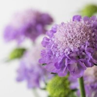 バーン（sub） (@nogizaka46_ura2) Twitter profile photo