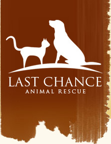 We are Last Chance Animal Rescue, a Non-profit foster based rescue on Long Island, NY dedicated to saving shelter animals ❤(https://t.co/z5rp2CLxFt)