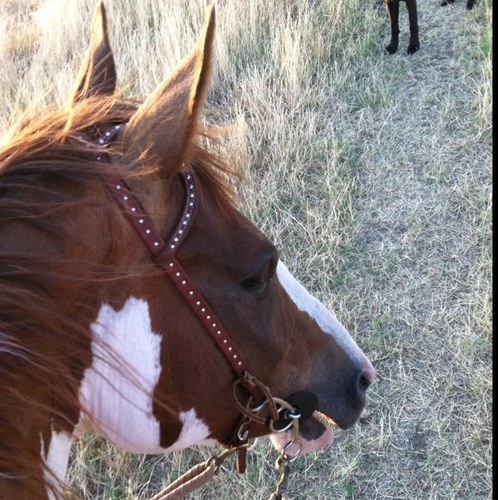 buginmylevis's profile picture. 