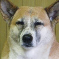 のりこ (@heidi0311) Twitter profile photo