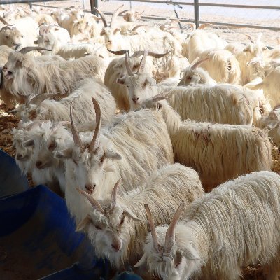 shi_zi30517's profile picture. 旅游、美食鉴赏家🍰🍧🍫🍿🍩🍪🥯🥖🥞🥟🍤🍗🍖🍕🌭🌮🌯（🇨🇳🇨🇳互fo互fo❗❗必回fo）