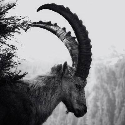 wickie0x's profile picture. researchooor