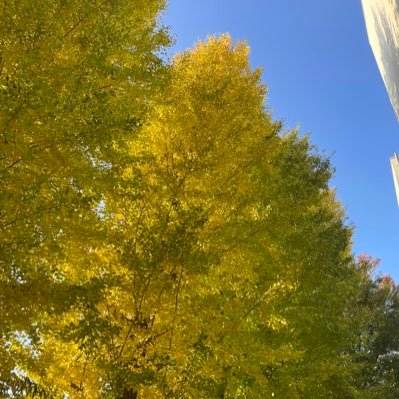 matsumaru38's profile picture. 色々なオリパを探してます✋是非仲良くしてください😊  オススメあったら声掛けてください！