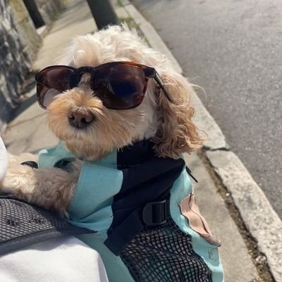 alexurbosifwz's profile picture. Web3 wizard. Altcoin hunter. Living in the metaverse. Charting dreams. One transaction at a time.