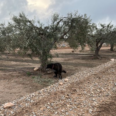 Persona y animal, intento ser más lo primero que lo segundo. Hijo veterano y padre novel. todo lo demás transmuta constantemente. De profesión agricultor.