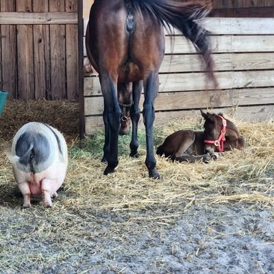 PFerschke55584's profile picture. America loving regular guy