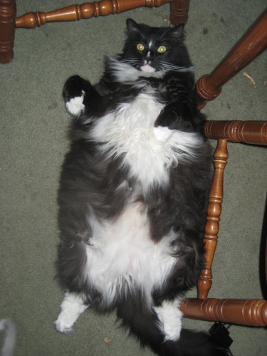 I like fat, fluffy cats.