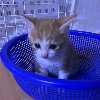 씽씽さんのプロフィール画像