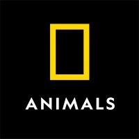 National Geographic Animals (@natgeoanimals) 's Twitter Profile Photo National Geographic Animals (@natgeoanimals) 's Twitter Profile Photo