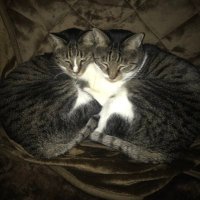 マーʕó㉨òʔ♡ (@matatabi_mar24) Twitter profile photo