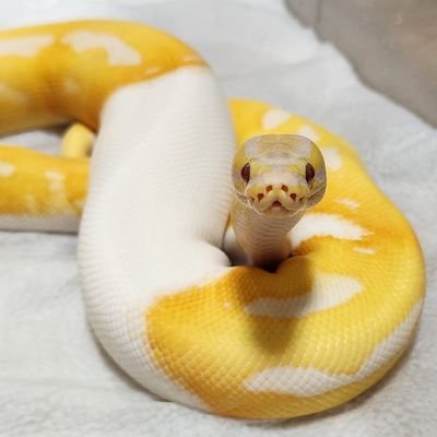 ちびオオセンチの爬虫類(主にボールパイソン)用アカウント。 動物取扱業取得に向けて奮闘中。こっちもよろしくお願いします。Lavender,Cypress,RS,Calico他、赤オレンジ系が大好き。