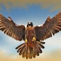 الصقر العربى (@fmfei7r1nfk5tut) Twitter profile photo