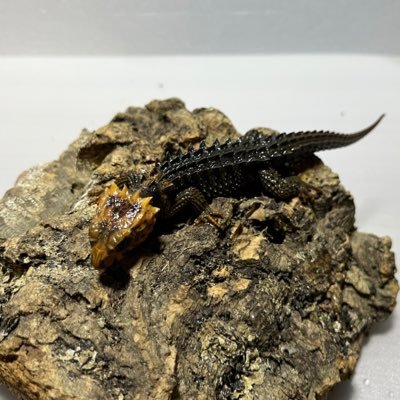HIDEGECKOLABO2 Profile Picture