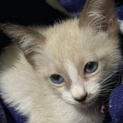 ShirlyPador's profile picture. Consultant at Philippine Society of Public Health Physicians (PSPHP) & Alliance for Improving Heath Outcomes (AIHO). MD at Medecins Sans Frontieres (MSF)