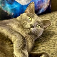 Shep (@trades44rs) 's Twitter Profile