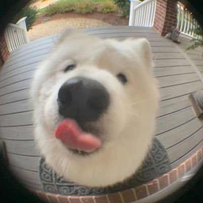 🐶🫳🏻