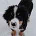 pudding the puppy 🏳️⚧️🏳️⚧️🏳️⚧️🏳️⚧️🏳️⚧️ (@goodboybernese) Twitter profile photo pudding the puppy 🏳️⚧️🏳️⚧️🏳️⚧️🏳️⚧️🏳️⚧️ (@goodboybernese) Twitter profile photo