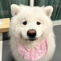 VVkaz (@vivakazu63) 's Twitter Profile Photo