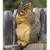 Mr. Nutter Butter๐ฟ ๐จ๐ฆ ๐บ๐ฆ๐ (@squirrelyworld) Twitter profile photo Mr. Nutter Butter๐ฟ ๐จ๐ฆ ๐บ๐ฆ๐ (@squirrelyworld) Twitter profile photo