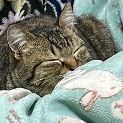 ryuya_2024's profile picture. ペット関連の投稿と旅行記録多め。セキセイインコ(︎︎︎︎♀)の神言(みこと)と保護猫(︎︎♀)の神水(かな)との日常の暮らし。小さな命でも神様からの贈り物🎁なので名前には必ず神の文字を入れて名付けてます！無言フォロー失礼します🙇‍♂️無言フォロー大歓迎⭕️DM不可❌