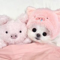 Piggy💤（退圈版） (@sgrzzdec) 's Twitter Profile