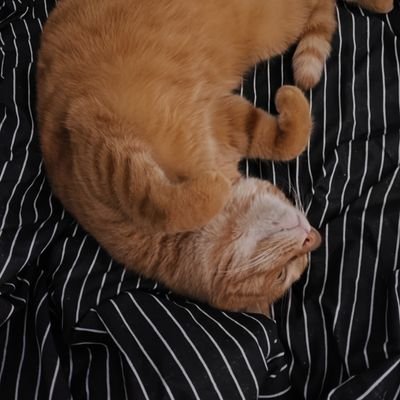 SCGQDFL's profile picture. I SEE FIRE
恋爱中丨有点宅但是喜欢运动丨社畜丨橘猫叫政宗（伊达政宗缩略）丨偶尔探店白嫖吃喝丨推特都是生活中没能说出的碎碎念丨不讨论政治&成人话题