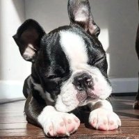 lind 🐾 (@lindapricity) 's Twitter Profile