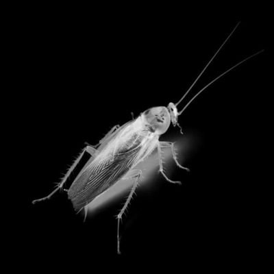 Blattaria1987's profile picture. 