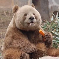 MUMU (ฅ'ω'ฅ) (@mumu_nunu) 's Twitter Profile Photo MUMU (ฅ'ω'ฅ) (@mumu_nunu) 's Twitter Profile Photo