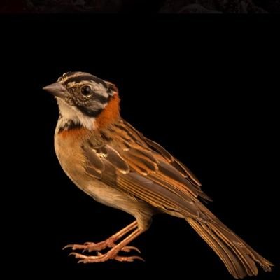 SkariaRose's profile picture. ചീഞ്ഞു നാറുന്ന വ്യവസ്ഥിതികളോട്
യുദ്ധം പ്രഖ്യാപിച്ച ധിക്കാരി