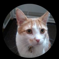 James Cat (@tslafaumtl) 's Twitter Profile