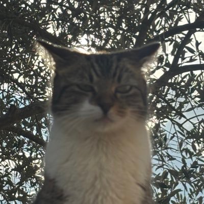 XxmeumeuXx's profile picture. Salut moi c est MeuMeu 🖖