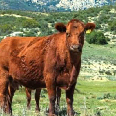 azimuth_fox's profile picture. 