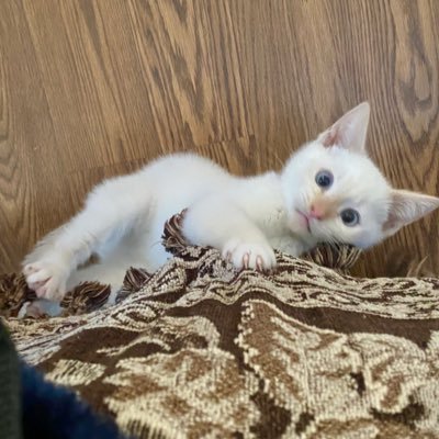 HappyBoogles's profile picture. Naps are the best!