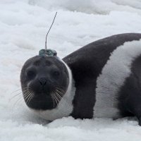 indomitable seal (@cosmicdestruct) 's Twitter Profile