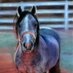 equine-fine-art (@equinefineart76) Twitter profile photo equine-fine-art (@equinefineart76) Twitter profile photo